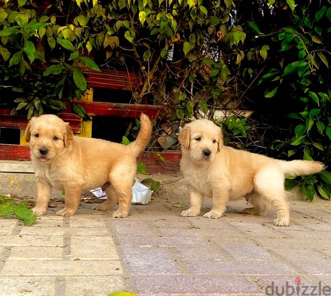 golden puppies جراوي جولدن 2