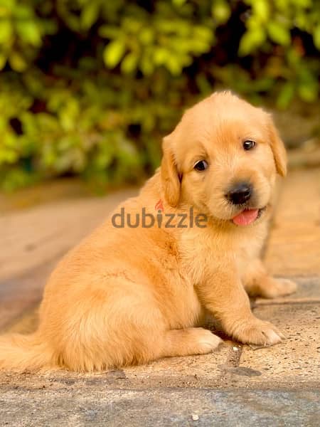 golden puppies جراوي جولدن 3