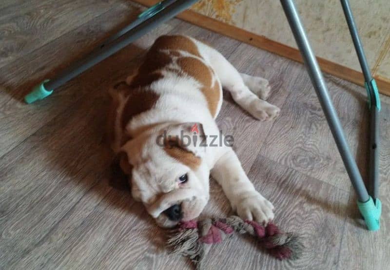 English bulldog puppy Male from Russia 1