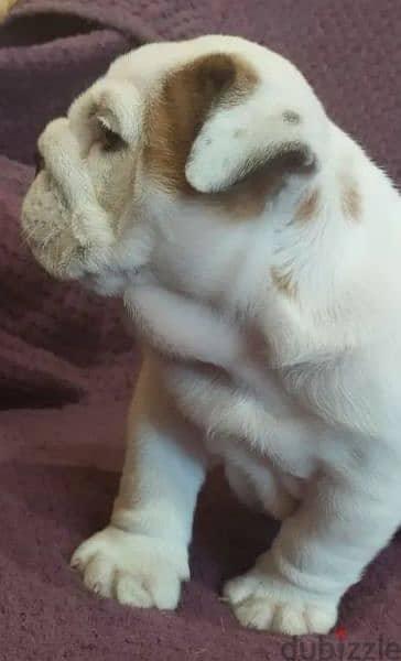 English bulldog puppy Male from Russia 2