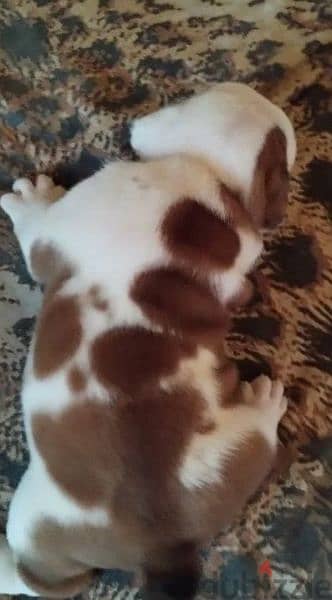 English bulldog puppy Male from Russia 3