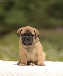 bull mastiff puppy boy from Russia