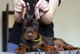 Doberman puppies Brown female From Russia