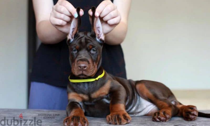 Doberman puppies Brown female From Russia 1