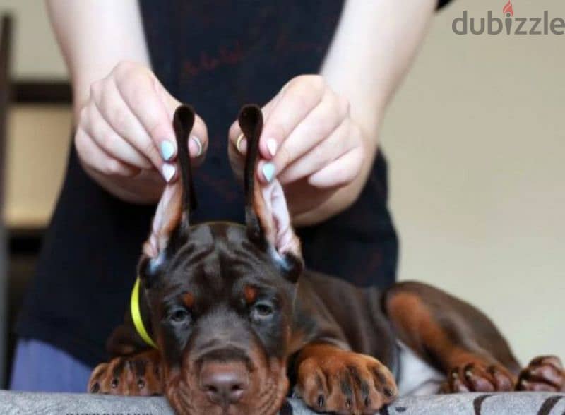 Doberman puppies Brown female From Russia 2