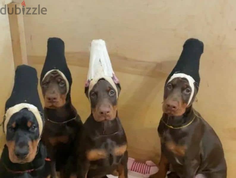 Doberman puppies Brown female From Russia 3