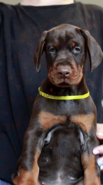 Doberman puppies Brown female From Russia 4