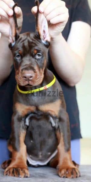 Doberman puppies Brown female From Russia 5