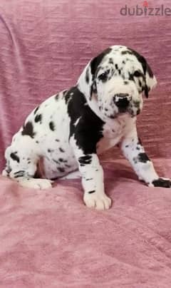 Great Dane puppy marble female From Russia