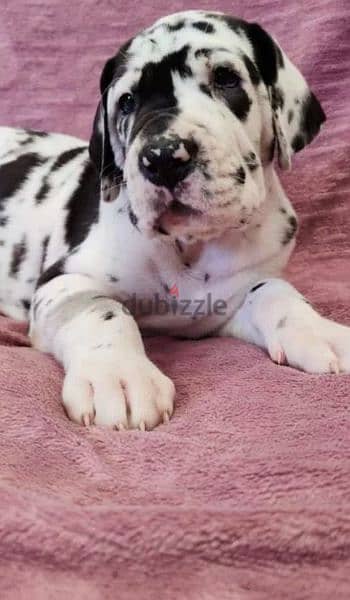 Great Dane puppy marble female From Russia 2