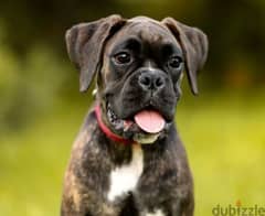 German Boxer puppy female From Russia 0