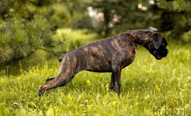 German Boxer puppy female From Russia 1