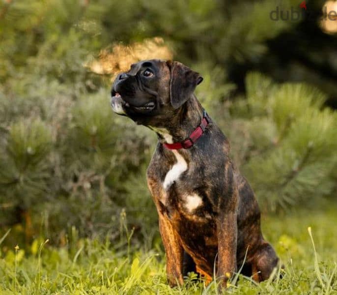 German Boxer puppy female From Russia 2