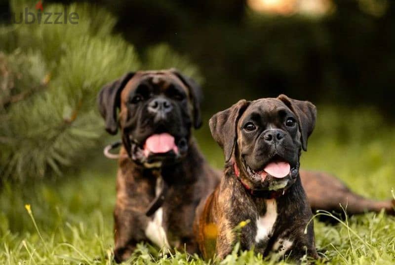 German Boxer puppy female From Russia 5