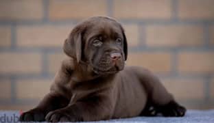 Labrador chocolate Male Fci from Russia