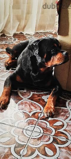 rottweiler American male