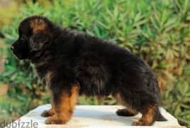 Male German shepherd puppies Female جراوي جيرمن شيبرد ذكر ولد بنت انثي