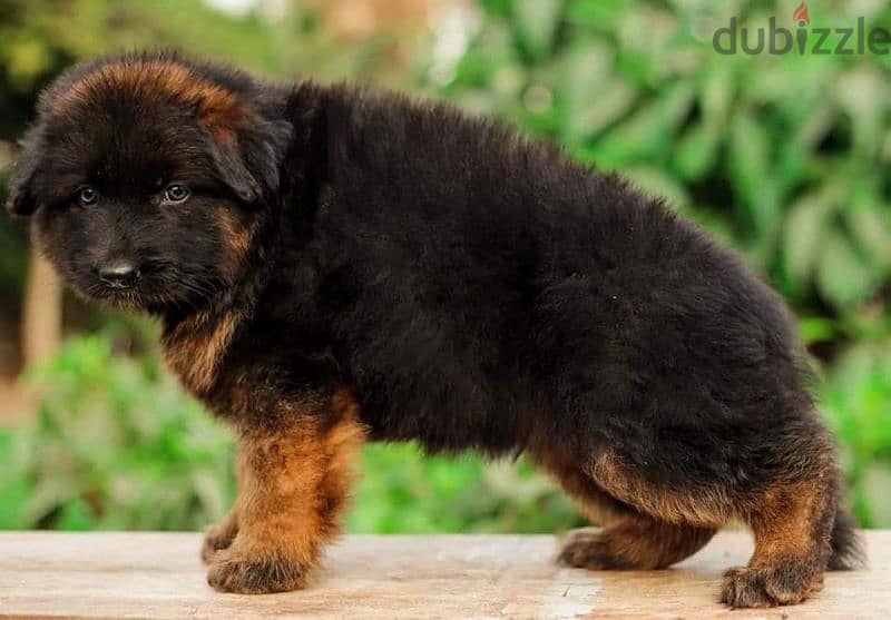 Male German shepherd puppies Female جراوي جيرمن شيبرد ذكر ولد بنت انثي 1