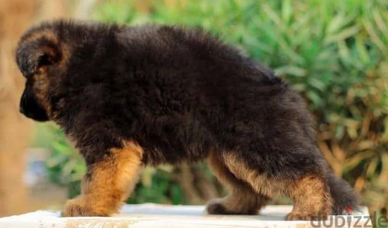 Male German shepherd puppies Female جراوي جيرمن شيبرد ذكر ولد بنت انثي 2