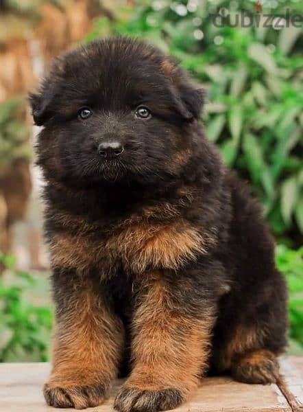 Male German shepherd puppies Female جراوي جيرمن شيبرد ذكر ولد بنت انثي 5