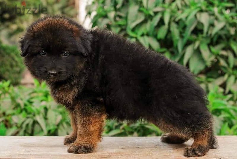 Male German shepherd puppies Female جراوي جيرمن شيبرد ذكر ولد بنت انثي 6