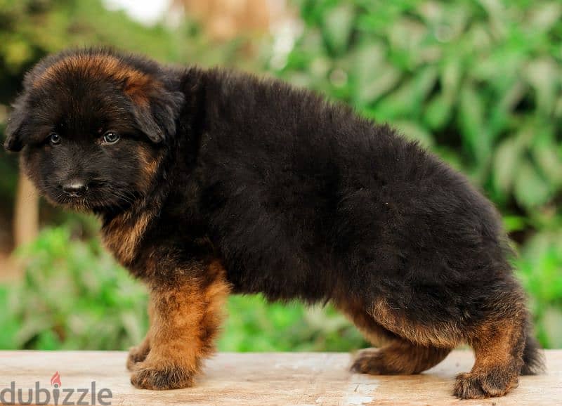 Male German shepherd puppies Female جراوي جيرمن شيبرد ذكر ولد بنت انثي 7