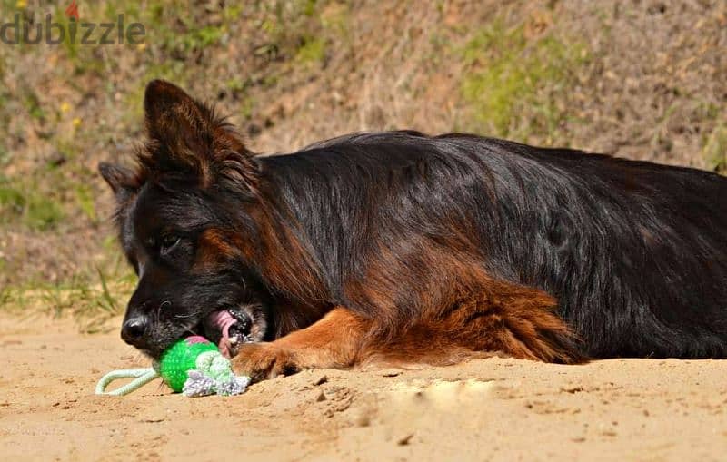 Male German shepherd puppies Female جراوي جيرمن شيبرد ذكر ولد بنت انثي 11