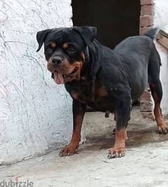 نتايه روت وايلر Rottweiler