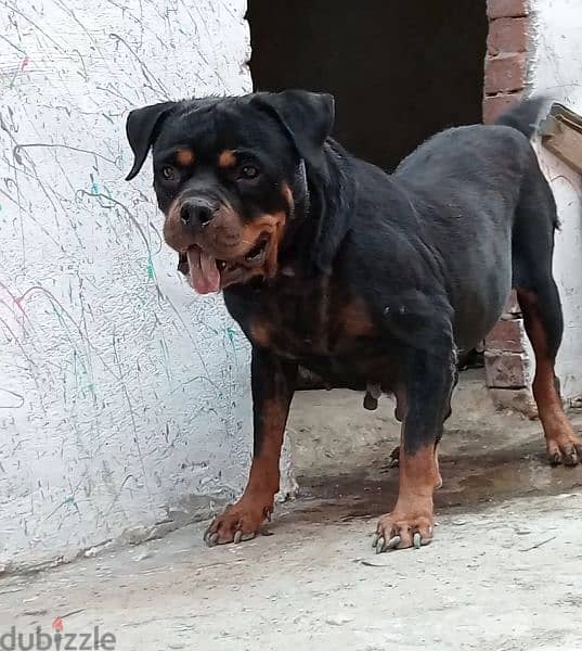 نتايه روت وايلر Rottweiler 0