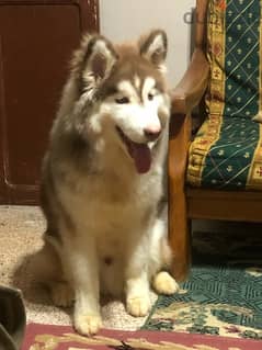 husky dog 6months كلب هاسكي ست شهور