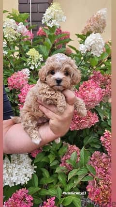 imported girl MaltePoo 2 months 0