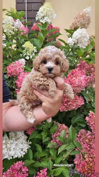 imported girl MaltePoo 2 months