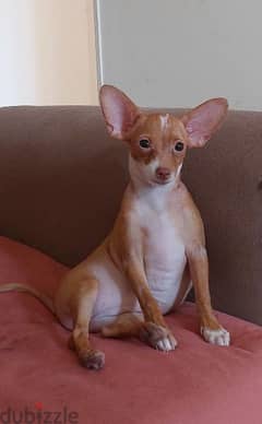 russian toy terrier girl 5 months