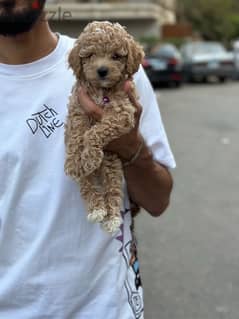 poodle toypoodle toy poodle بودل