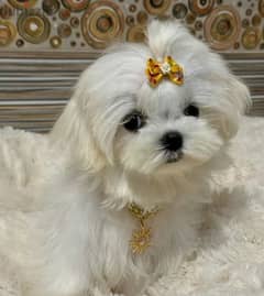 Little princess mini Maltese female From Russia