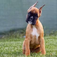 Boxer red female From Russia