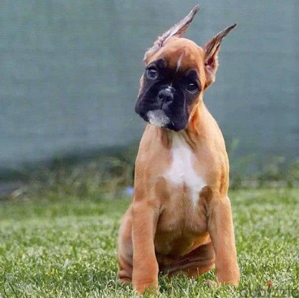 Boxer red female From Russia 0