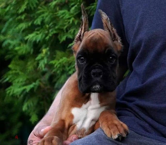 Boxer red female From Russia 1