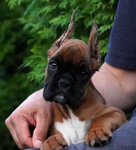 Boxer red female From Russia 2