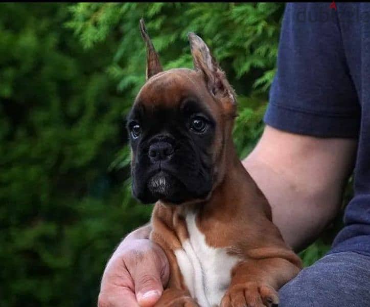 Boxer red female From Russia 3