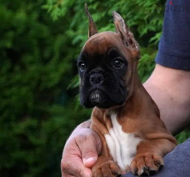 Boxer red female From Russia 4