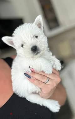 West highland white terrier puppy Male from Russia 0