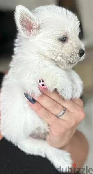 West highland white terrier puppy Male from Russia 1