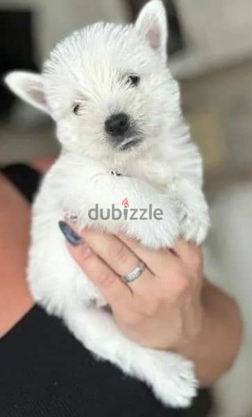 West highland white terrier puppy Male from Russia 2