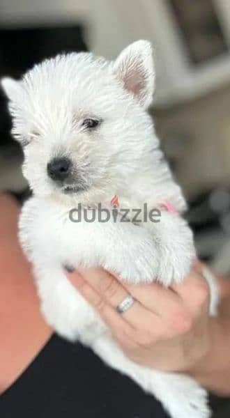 West highland white terrier puppy Male from Russia 3