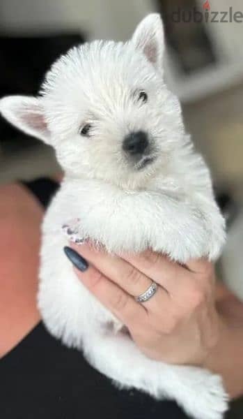 West highland white terrier puppy Male from Russia 4