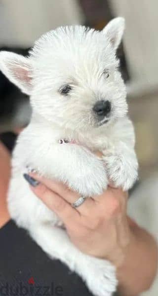 West highland white terrier puppy Male from Russia 5