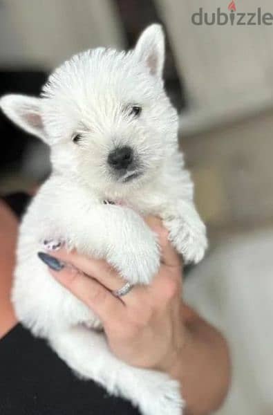 West highland white terrier puppy Male from Russia 6