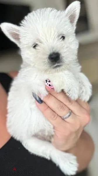 West highland white terrier puppy Male from Russia 7