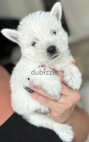 West highland white terrier puppy Male from Russia 8